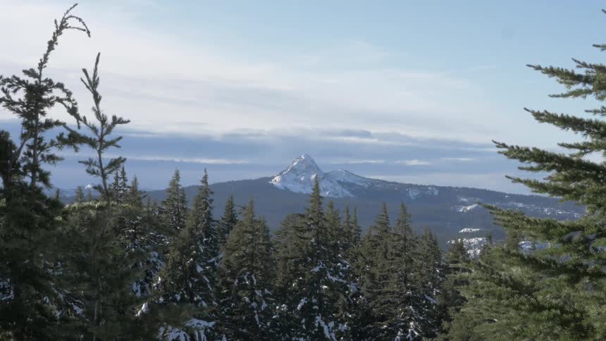 Pine tree forest with a snow covered mountain peak in the horizon