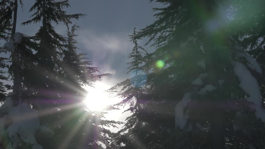 Evergreen trees with snow on them in a forest with the sun shining down