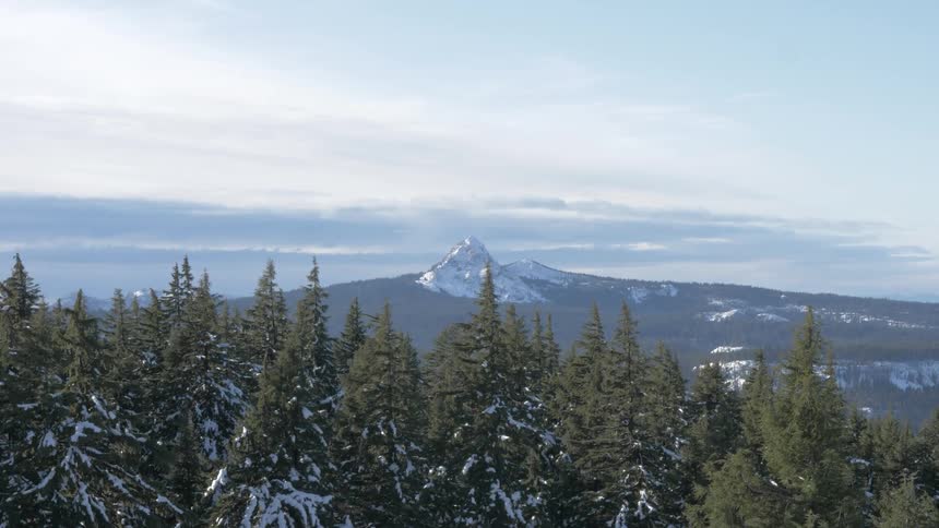 The tall trees are before the mountain range