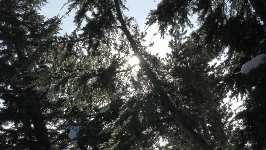 Trees are displayed in a forest area