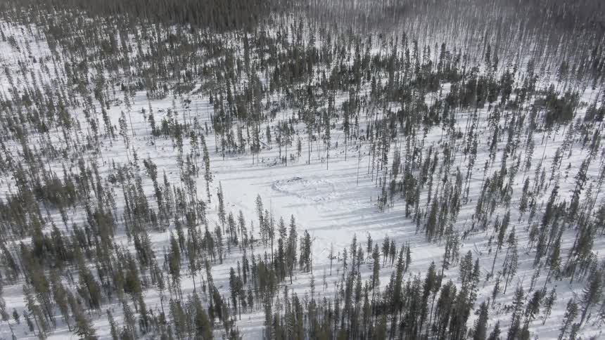 Pine trees in a snowy forest on a winter day