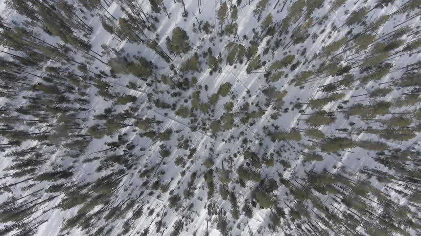 Top down aerial view of snow in the ground of a pine tree forest