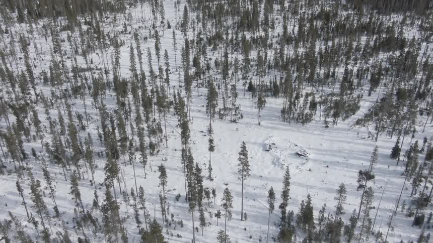 Aerial view of a large area of land covered with trees and snow