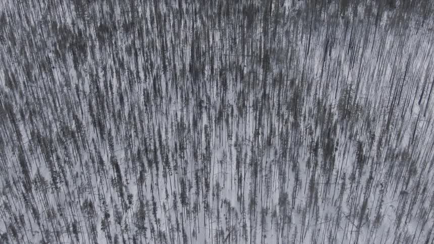 The large forest is full of snow