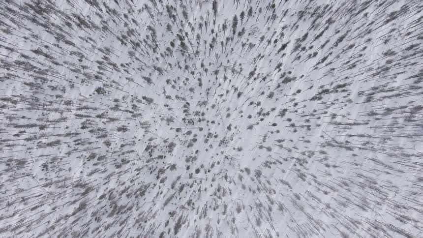 Top down aerial view of the snow covered floor of a pine tree forest