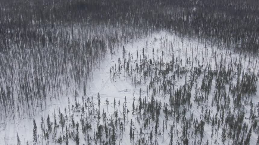 Aerial view of a snow covered forest