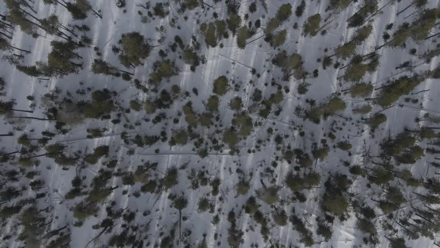 An aerial view of an arctic area covered in trees is displayed