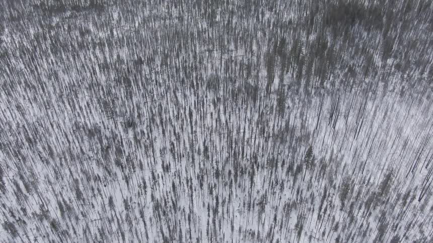 Pine trees and snow in a forest on a winter day