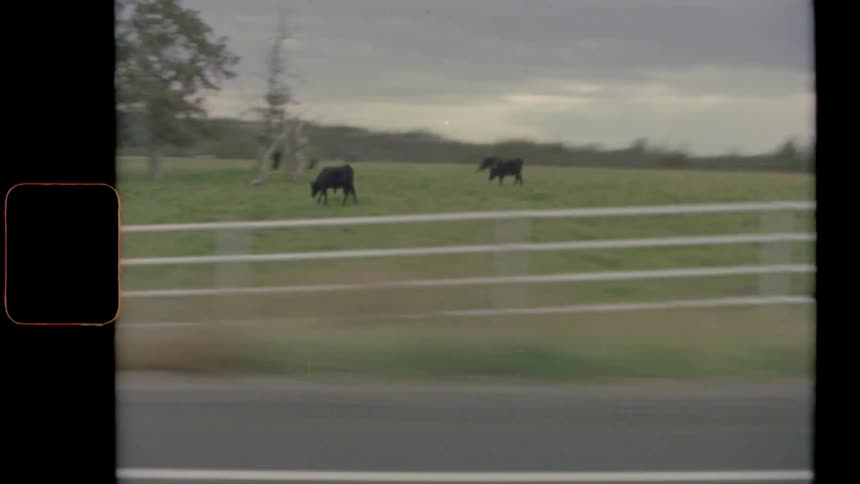 Cows grazing in a rural grassy field on an overcast day