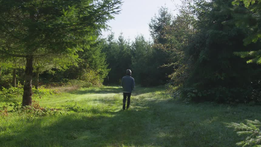 A person is walking down a grassy path in an evergreen forest