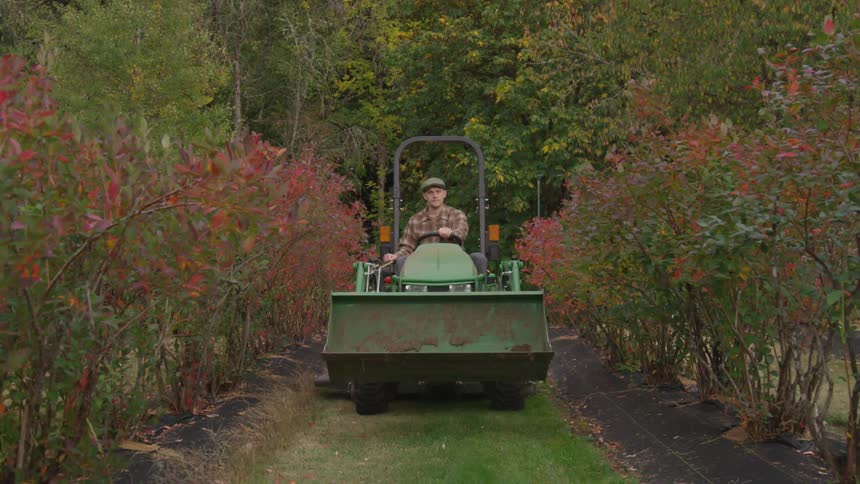 A man drives a tractor down a pathway in an orchard