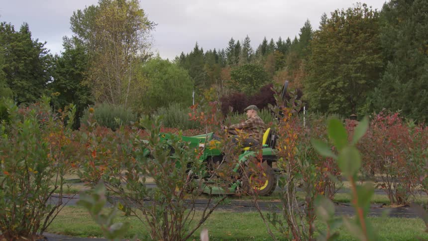 Gardener drives a small green tractor on the garden of a house at sunset