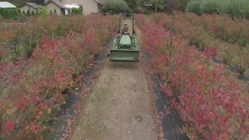 A man drives a tractor through a pathway in a rural field