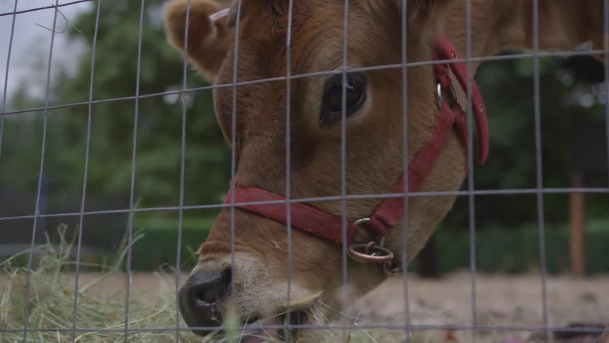A cow eats scattered hay beyond a wire fence