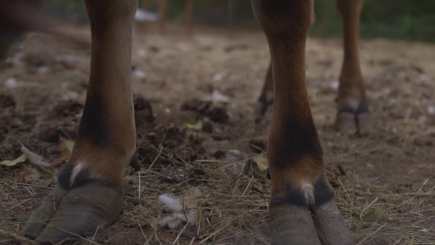 A horse standing in a pasture