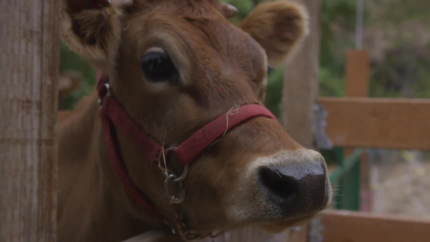 A brown cow stands in an enclosure and holds its head over the wooden fence while it looks around