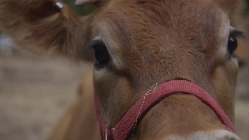 Close up of a cows head with a harness on