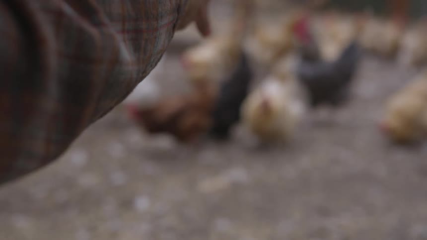 Person scatters feed for chickens