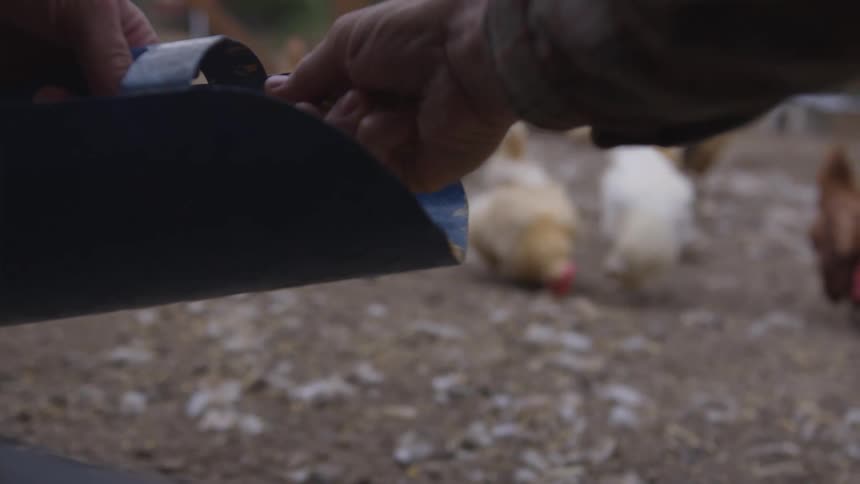 A farmhand grabs a handful of chickenfeed to toss to the nearby chickens that are pecking away at the ground