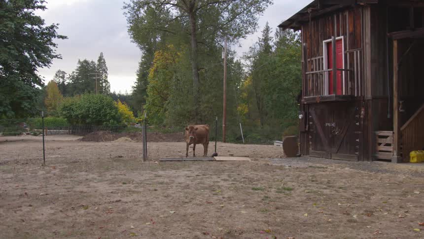 A cow stands still in a fenced in farm area