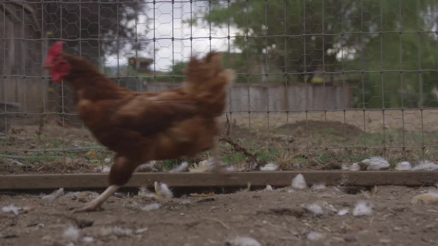 A chicken running in a coop on a farm