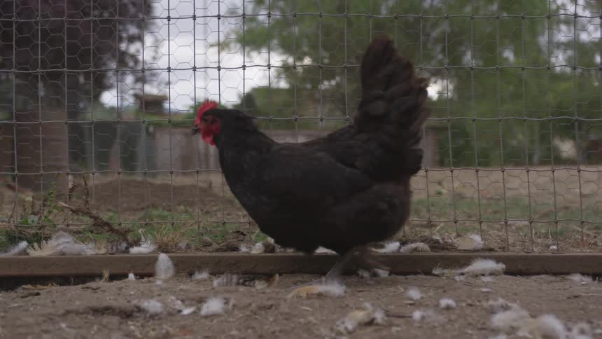 Black chicken walks near a wired fence on a farm