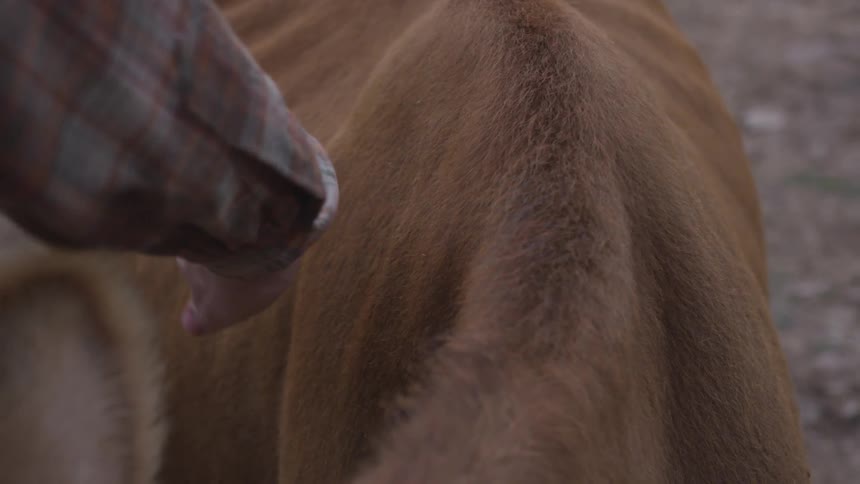 Man with a shirt strokes a brown cow