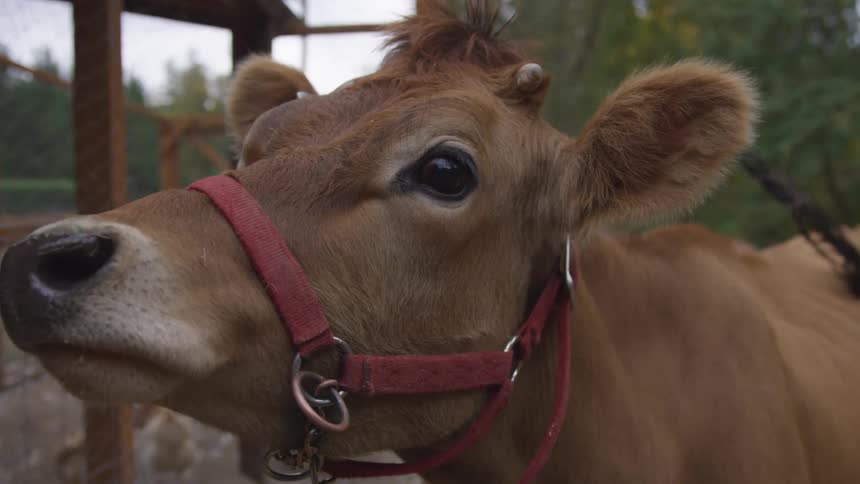 Brown cow with red head halter on farm