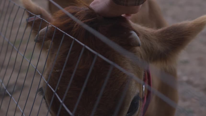 A man petting a calf