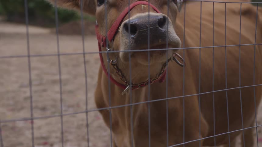 A cow standing behind a wire fence on a farm
