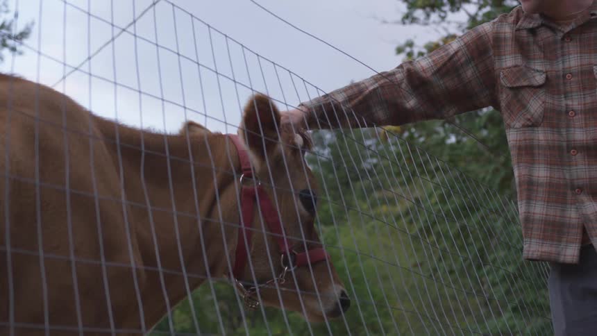 A brown cow in an enclosure enjoys having its head scratched by a human