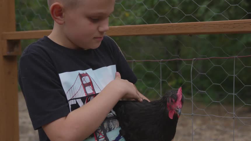 A young boy sits within an enclosure while holding and petting a rooster