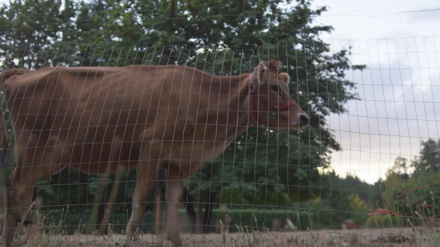 Cow walking on the field of a farm next to a wired fence at sunset