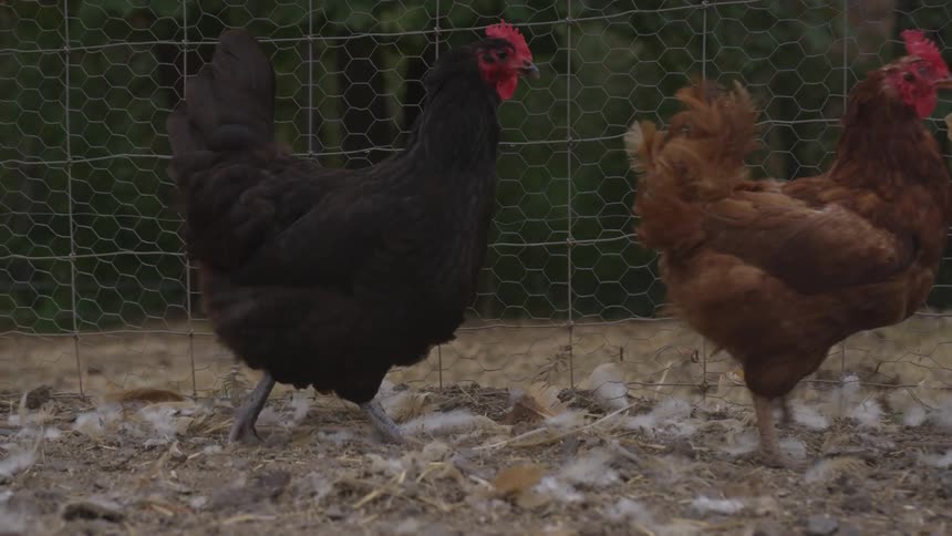 Chickens walking in a fenced in pen on a farm