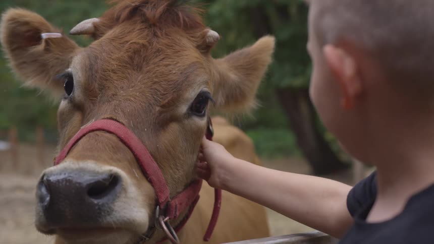 Boy pets young bull calf reaching over fence