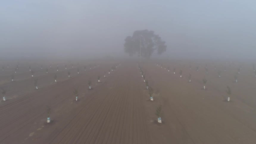 Heavy fog over rows of trees on farmland
