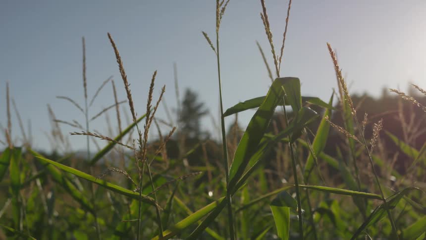 Stalks of grass in a friend during the day