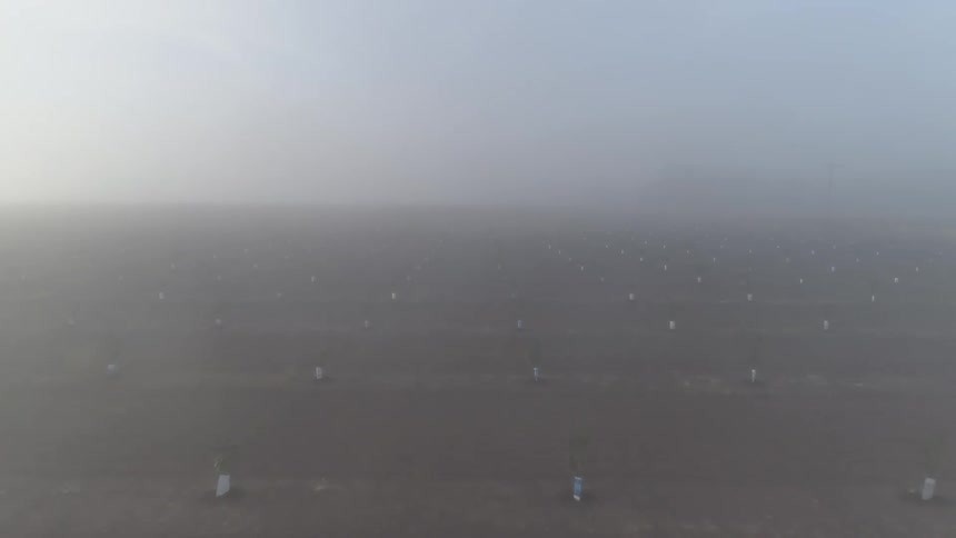Aerial view of fog or dust over a tree plantation at sunset