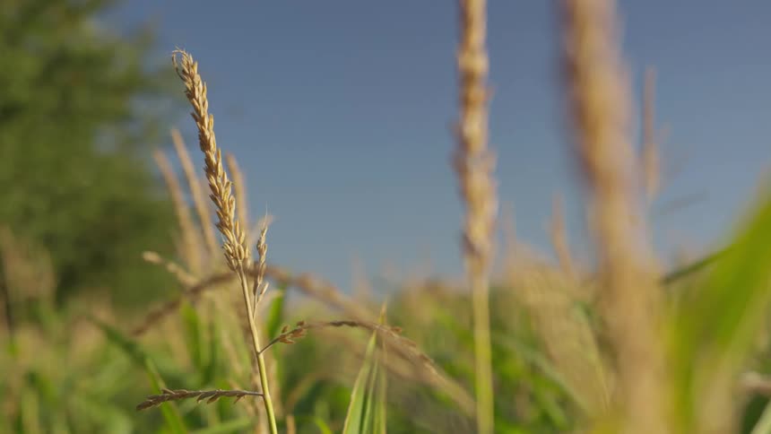 Ripe wheat stalks contrast with clear blue sky in crop field