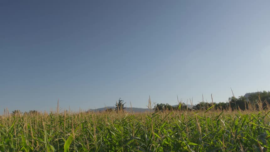 Tall weeds grow above low cut grass in a vast field with hills in the distance