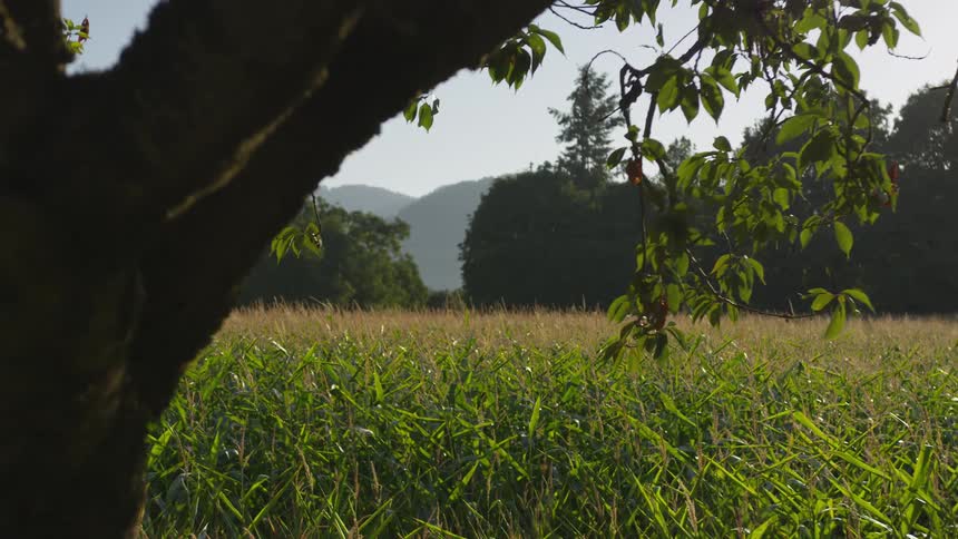 A tree growing in a rural field on a sunny summer day