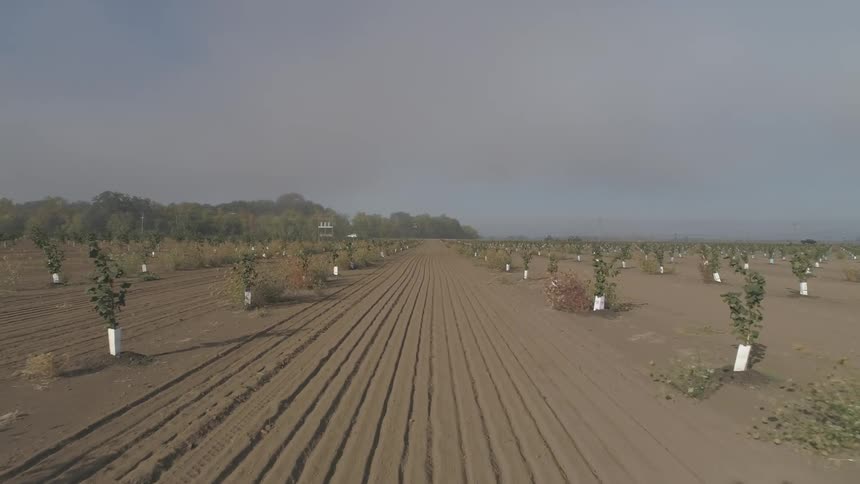 Saplings border dirt road leading toward misty horizon and woods