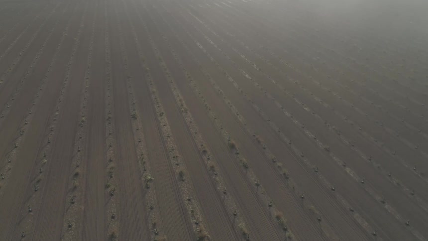 Aerial view of dust floating over a recently sowed tree farm