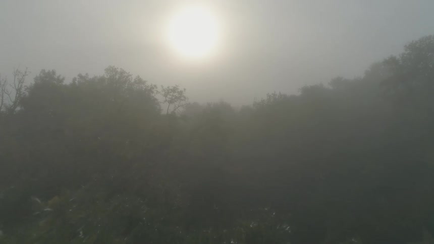A forest with the sun shining brightly on the trees