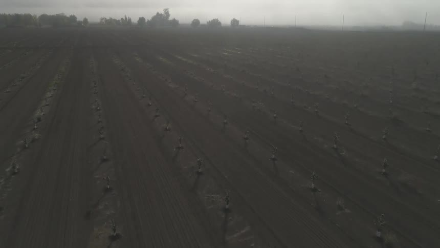Fog obscures traffic driving by crop field