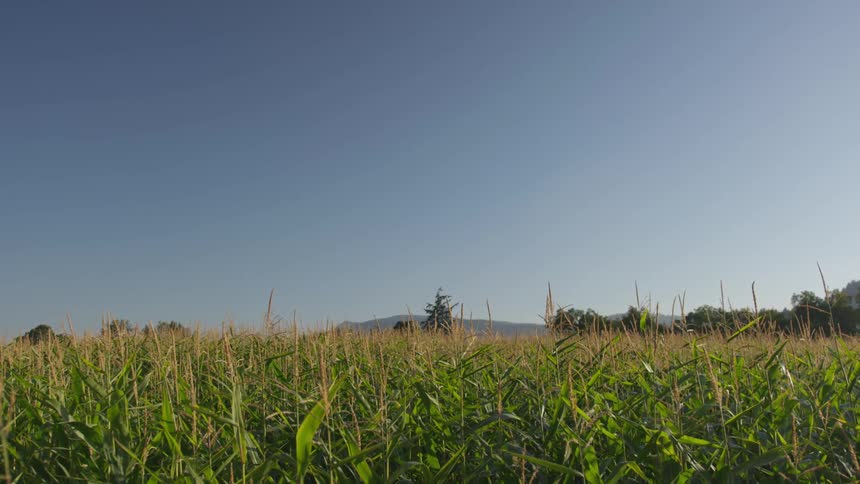 A close up of a grassland