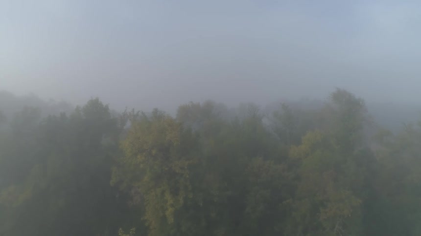 The treetops of a forest shrouded in a fog during the day