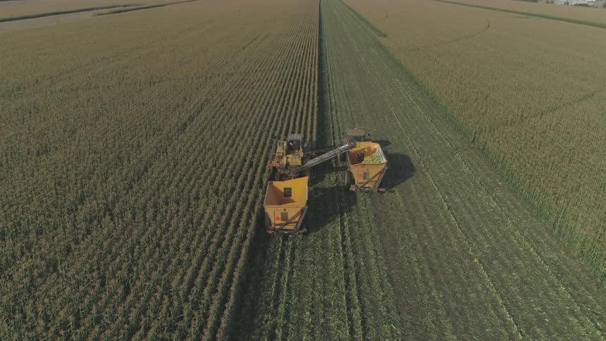 Harvester unloads the harvest of wheat in a tractor truck