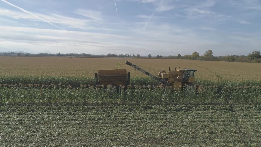 A tractor harvesting corn on a farm