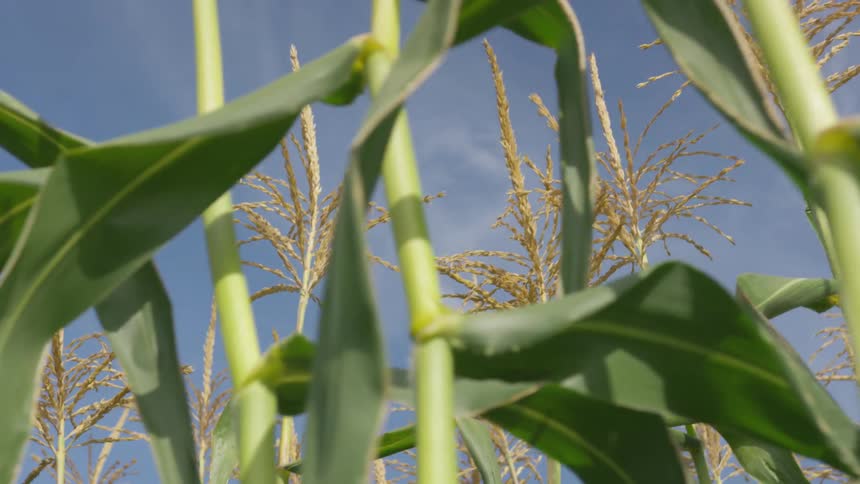 Corn growing in a rural field